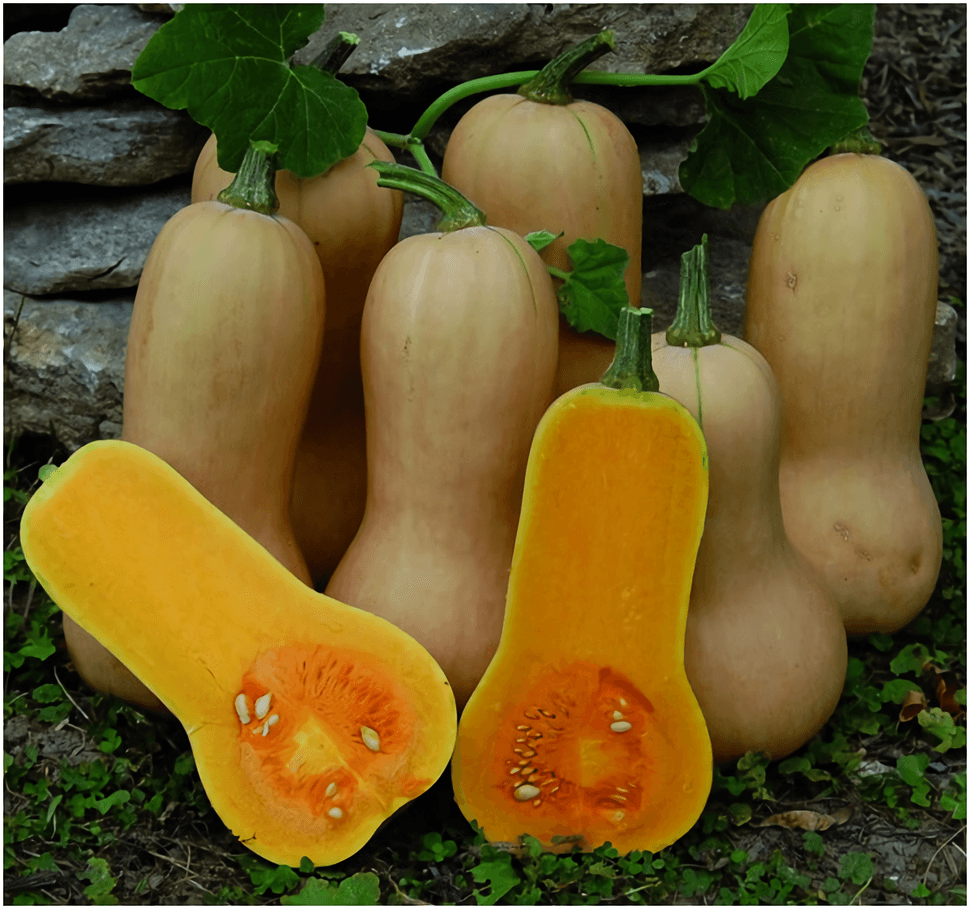 Como hacer calabazas rellena, receta de mi papá